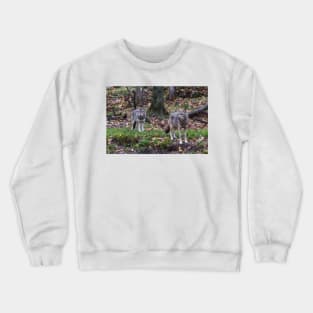 Pair of coyotes in a forest Crewneck Sweatshirt